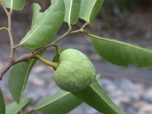 Rollinia emarginata (Annonaceae)