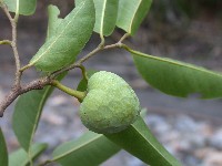 Rollinia emarginata (Annonaceae)