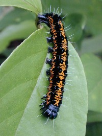 Larva de mariposa (Familia Saturnidae)