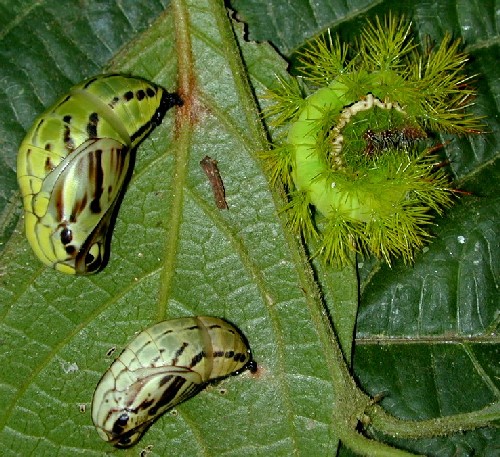 Larvas (orugas)  de  Automeris sp. (Hemileucinae) y pupas (crislidas) de Opsiphanes sp. (Morphinae-Brassolini)