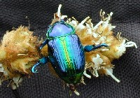 Escarabajo tornasol