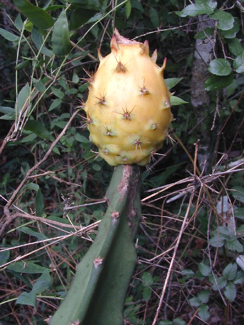 Selenicereus setaceus (Cactaceae)