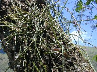 Rhipsalis (Cactaceae)