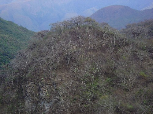 Relictos de bosque seco