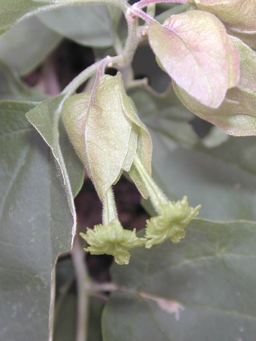 Bougainvillea stipitata Griseb. (Nyctaginaceae)