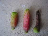 Cleistocactus sp. (Cactaceae)