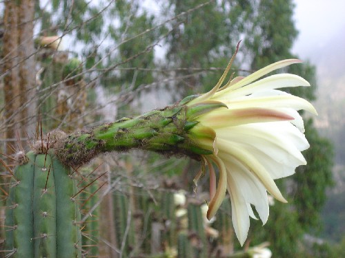 Flor de cactacea