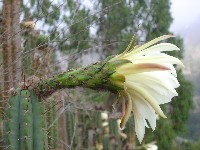 Flor de cactacea