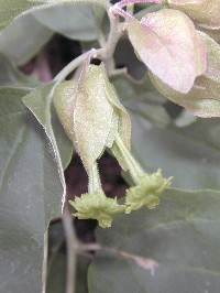 Bougainvillea stipitata Griseb. (Nyctaginaceae)