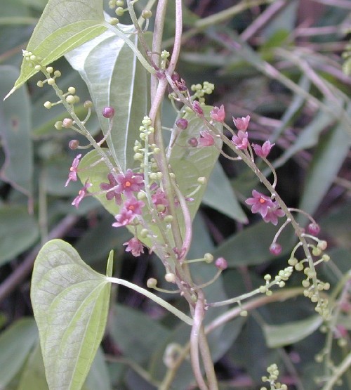 Dioscorea (Dioscoreaceae)