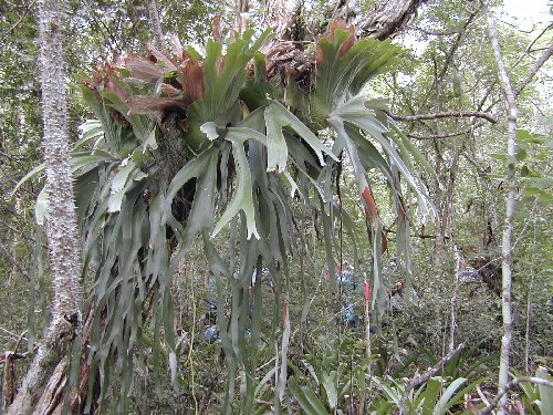 Platycerium andinum (Popypodiaceae)