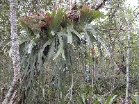 Platycerium andinum (Popypodiaceae)