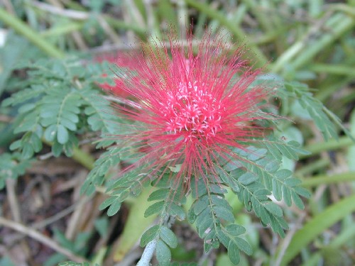 Calliandra chulumania (Fabaceae)