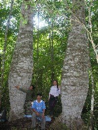 Bombacaceas