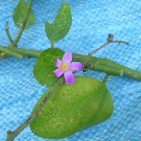 Pereskia weberiana (Cactaceae)