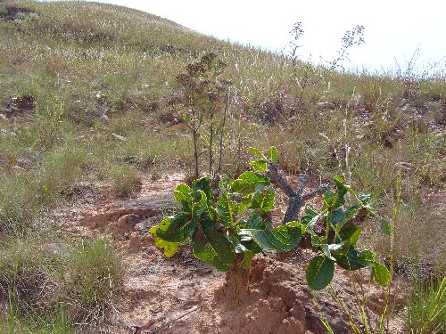 Palicourea rigida (Rubiaceae)