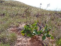 Palicourea rigida (Rubiaceae)