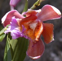 Orchidaceae