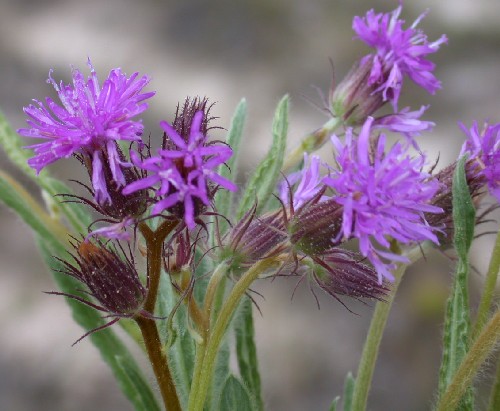 Lessingianthus simplex (Asteraceae)