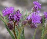 Lessingianthus simplex (Asteraceae)