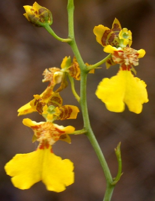 Oncidium vasquezii (Orchidaceae)