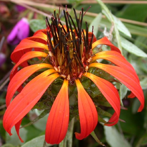 Mutisia acuminata (Asteraceae)