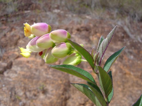 Polygala oxyphylla (Polygalaceae)