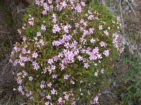 Microlicia (Melastomataceae)