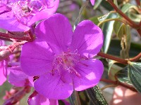 Tibouchina (Melastomataceae)