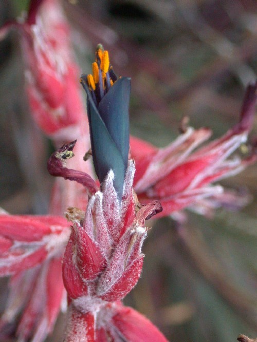 Puya floccosa (Bromeliaceae)