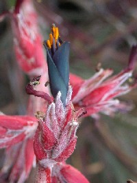 Puya floccosa (Bromeliaceae)