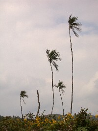 Ceroxylon vogelianum (Arecaceae)