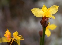 Xyris confusa (Xyridaceae)