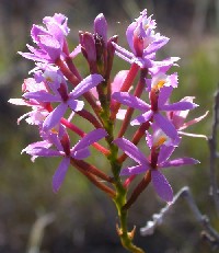 Epidendrum secundum (Orchidaceae)