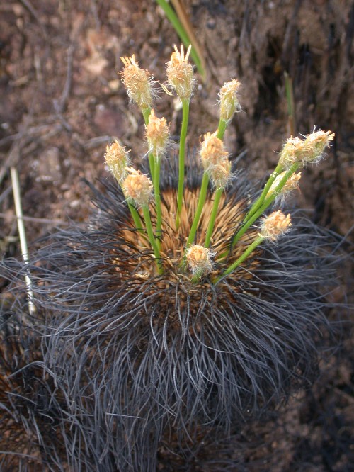 Bulbostylis paradoxa (Cyperaceae)