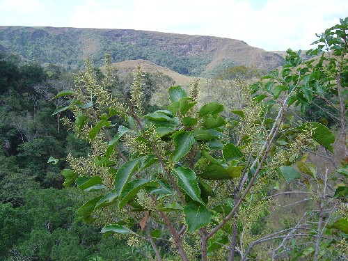 Roupala montana (Proteaceae)