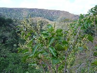 Roupala montana (Proteaceae)