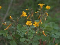 Oxalis andina (Oxalidaceae)