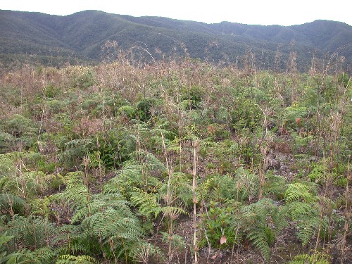 Pteridium arachnoideum (Dennstaedtiaceae)