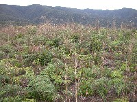 Pteridium arachnoideum (Dennstaedtiaceae)