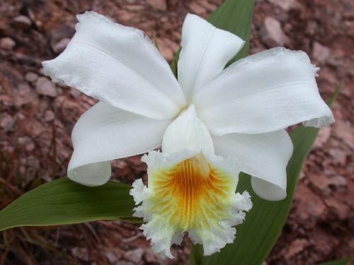 Sobralia (Orchidaceae)