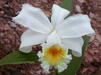 Sobralia (Orchidaceae)