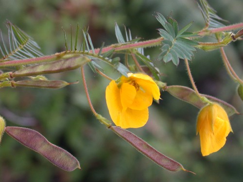 Chamaecrista glandulosa (Fabaceae)