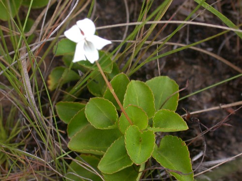 Viola boliviana (Violaceae)