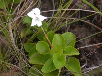 Viola boliviana (Violaceae)