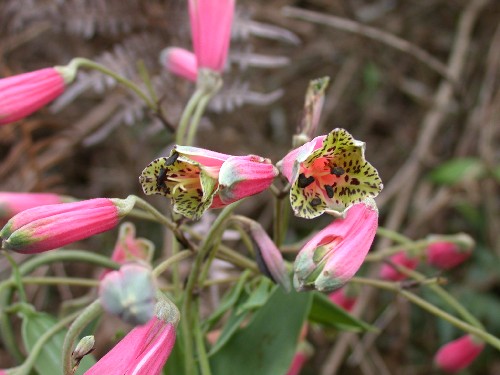 Bomarea campylophylla (Amarillydaceae)