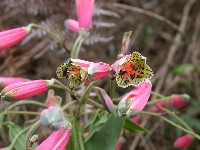 Bomarea campylophylla (Amarillydaceae)