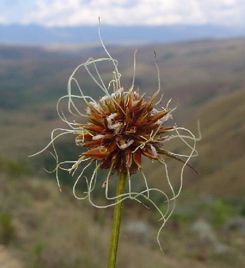 Rhynchospora globosa (Cyperaceae)