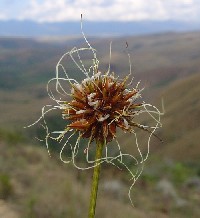 Rhynchospora globosa (Cyperaceae)