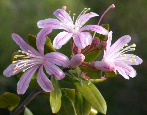 Bejaria aestuans (Ericaceae)